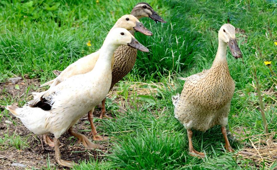 Enten